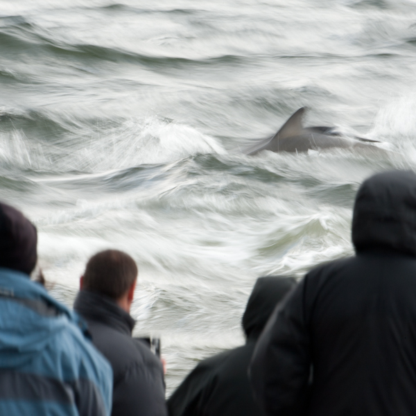 Visitors watch wild bottlenose dolphins on a cold damp day, Moray Firth, Scotland © John MacPherson