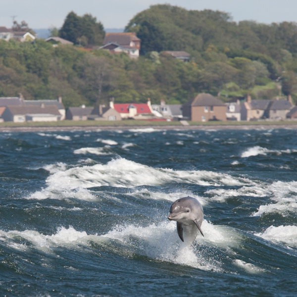 Juvenile bottlenose dolphin watches the people, gathered to watch the dolphins. Moray Firth, Scotland © John MacPherson