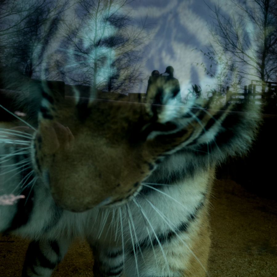 A tiger in the house © John MacPherson