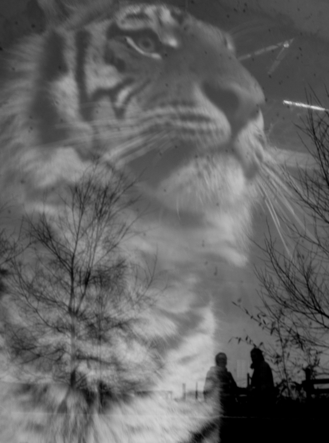 Living with a tiger © John MacPherson