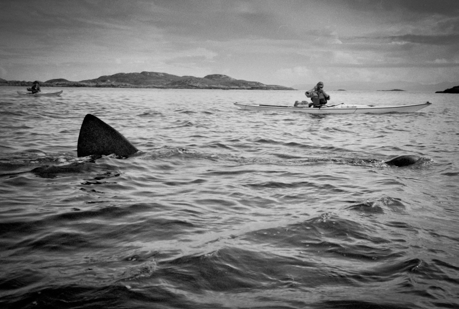 Basking shark, Isle of Coll © John MacPherson