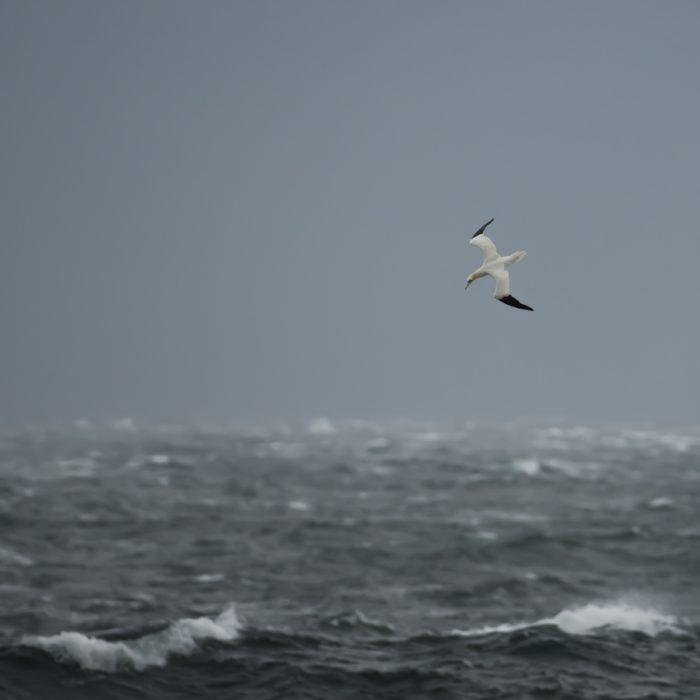 Braer