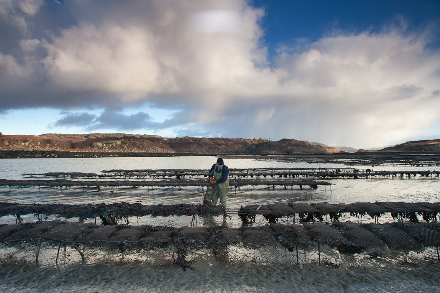 Nick works the oyster racks, Isle of Mull © John MacPherson