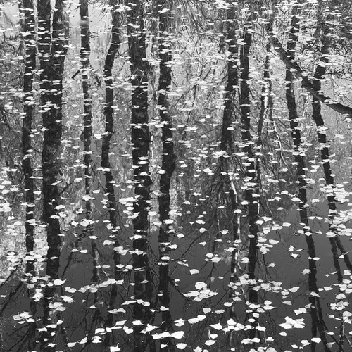 Autumn pond © Iain Sarjeant