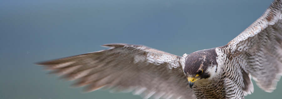 Falcon © John MacPherson