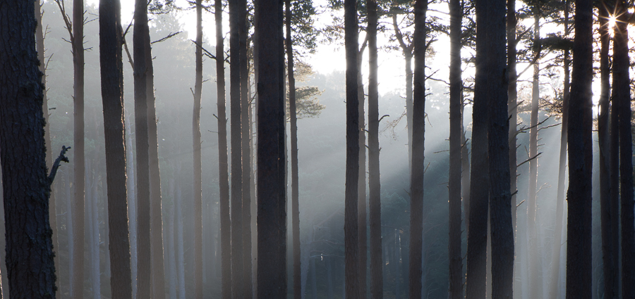 In the pines © John MacPherson
