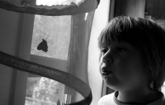 Metamorphosis
