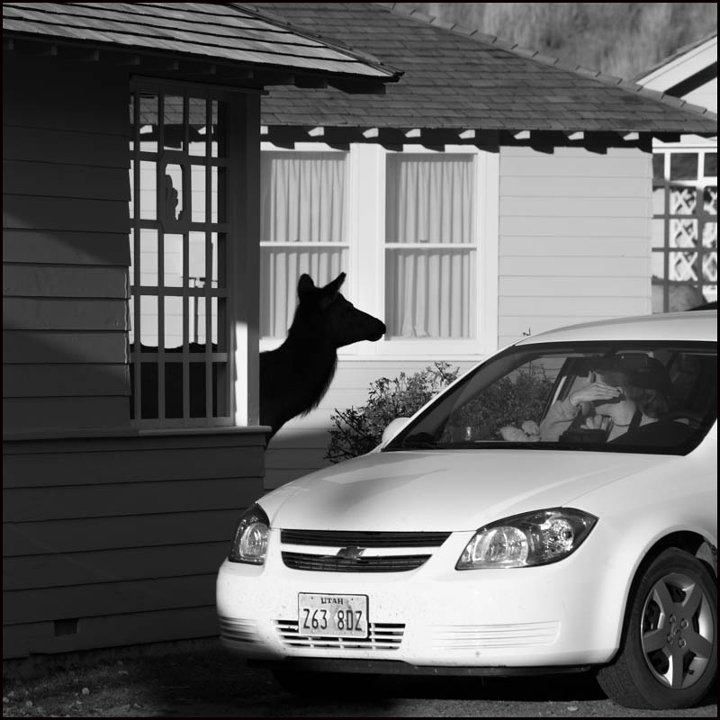 Elk cow wandering through town, Mammoth Hot Springs © John MacPherson