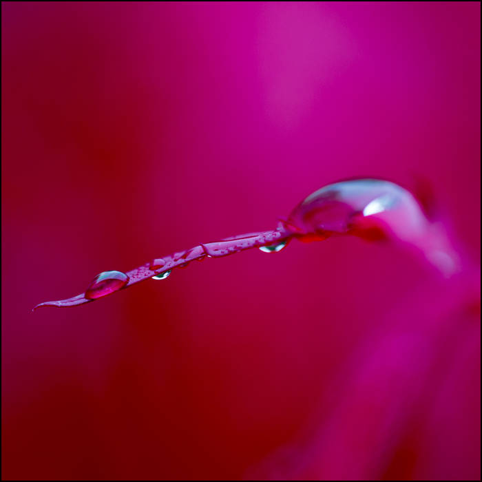 Maple and water © John MacPherson