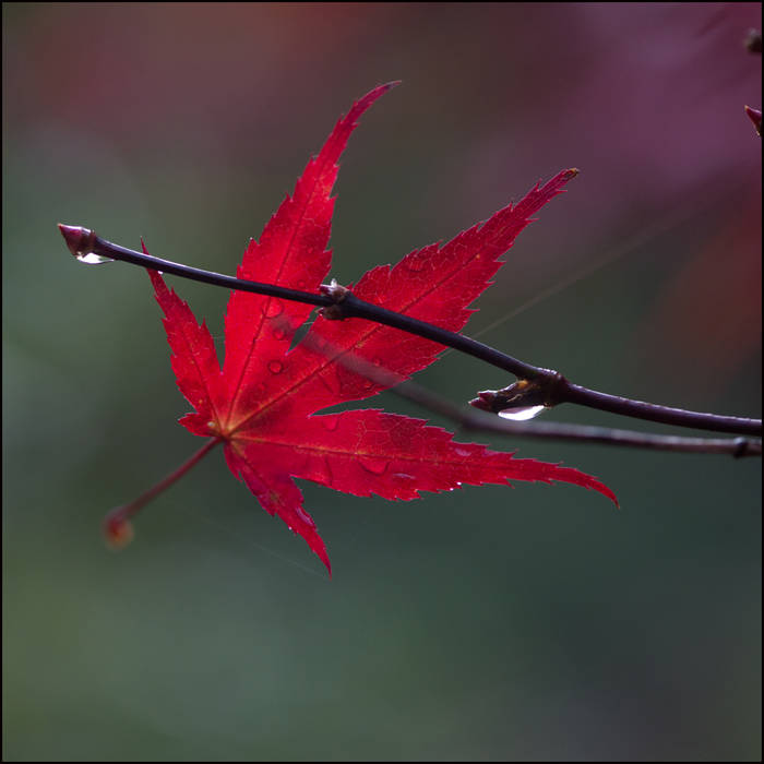 Maple trapped by spider silk © John MacPherson