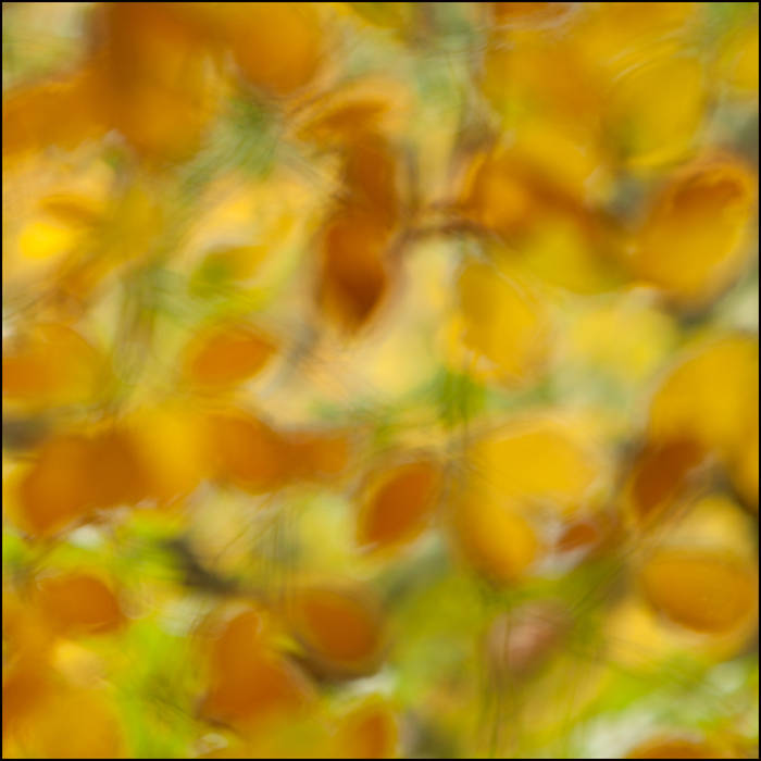 Blur of birches © John MacPherson