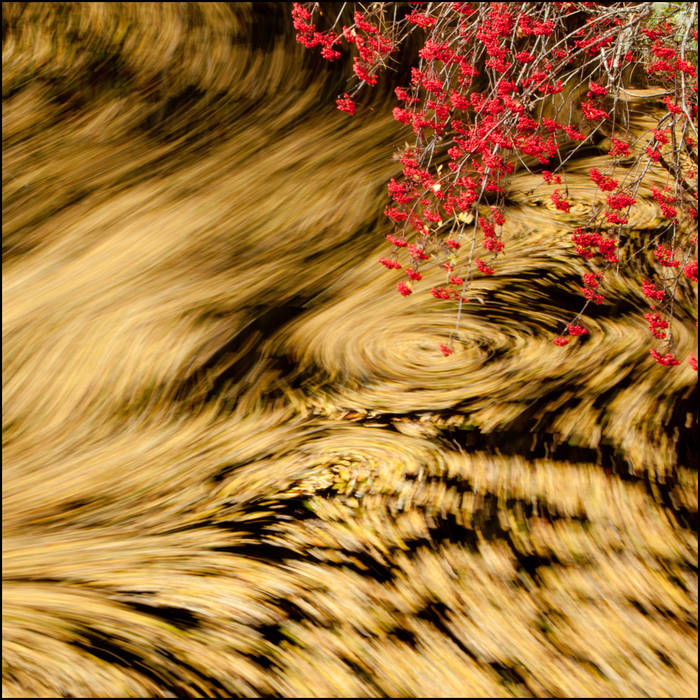 Birch leaves swirled by river © John MacPherson