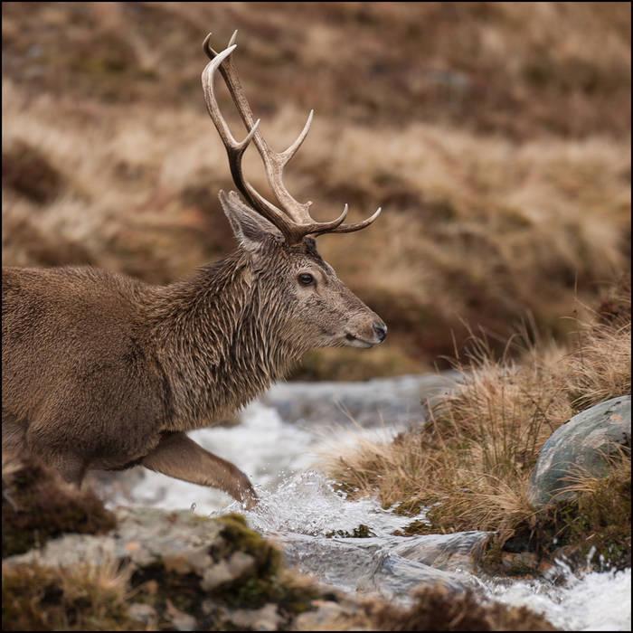 Stag crossing a burn © John MacPherson