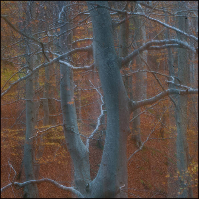 Beech woodland© John MacPherson