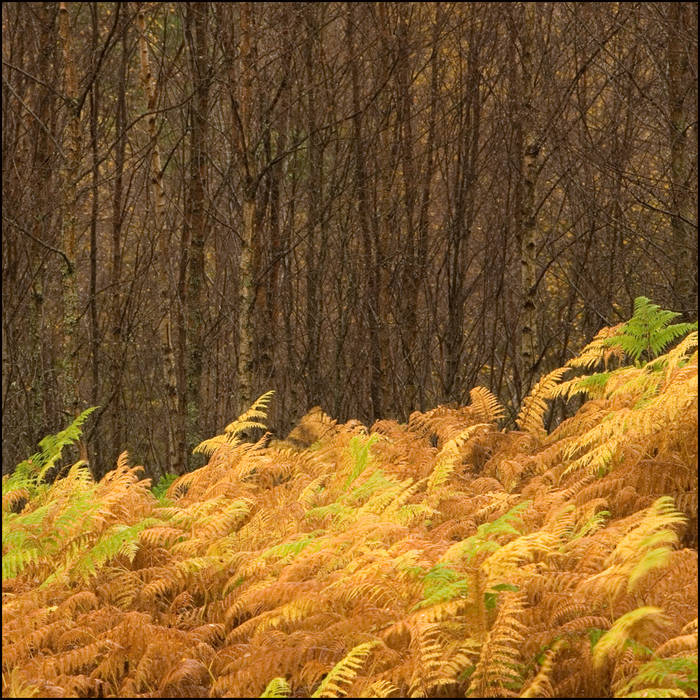 Bracken and birches © John MacPherson
