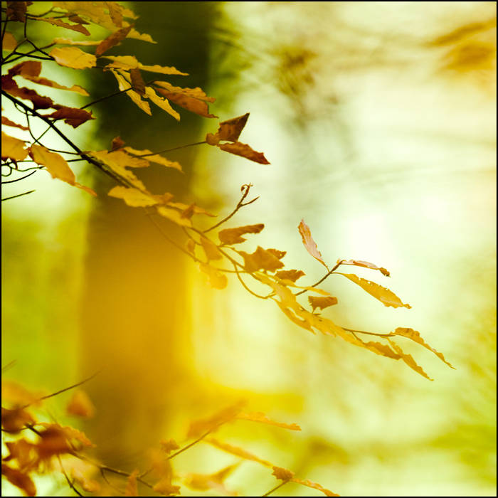 Beech woodland © John MacPherson