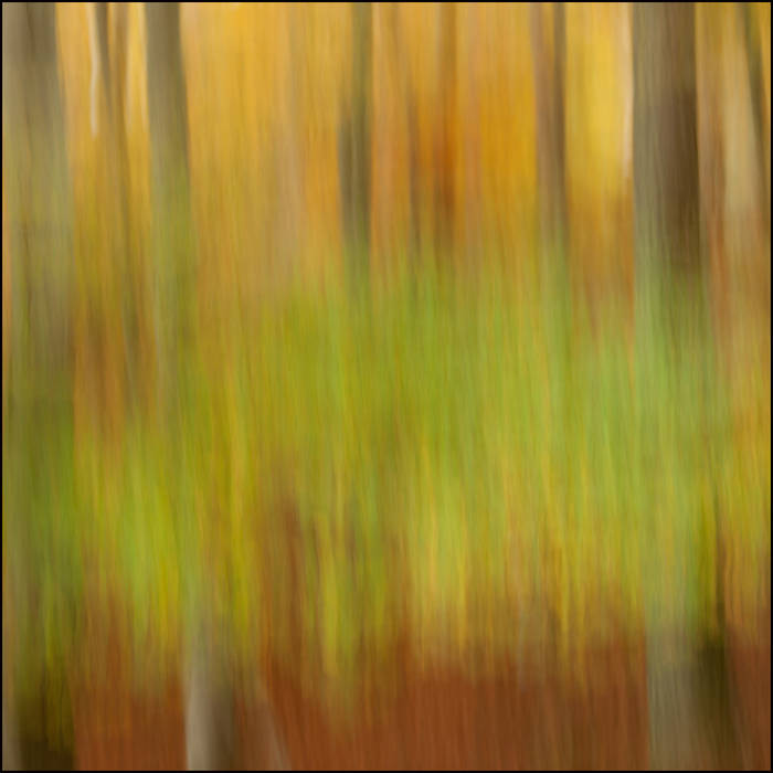 Abstract woodland  © John MacPherson