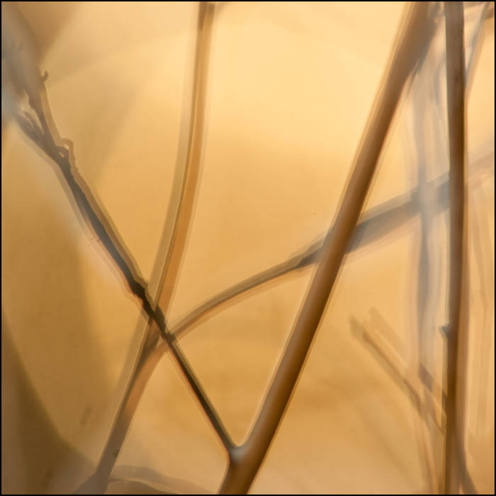 Grass details in golden light © John MacPherson