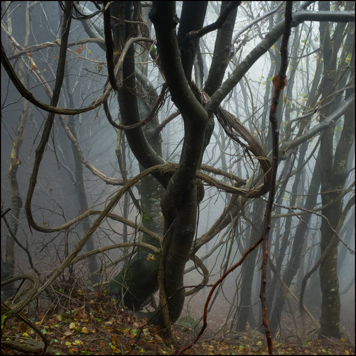 Apennine woods @John MacPherson