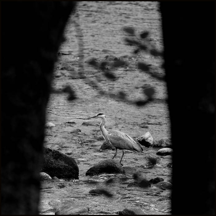 Grey heron hunting in the Ness © John MacPherson