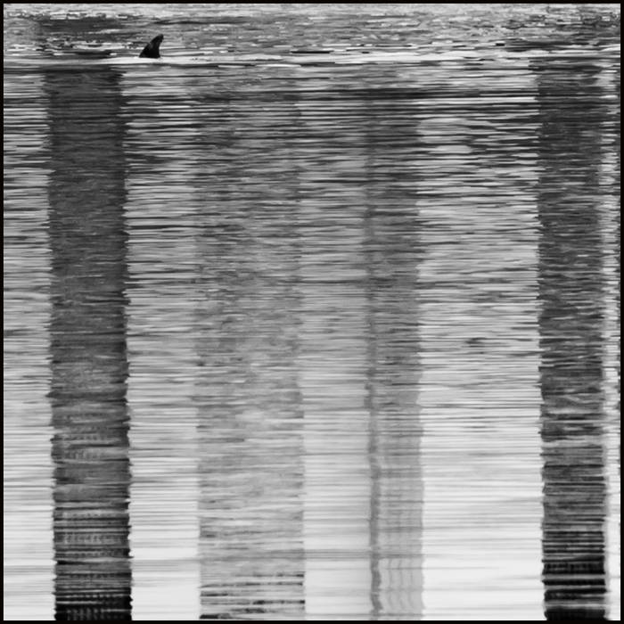 JMACP_2020_Dolphins--263