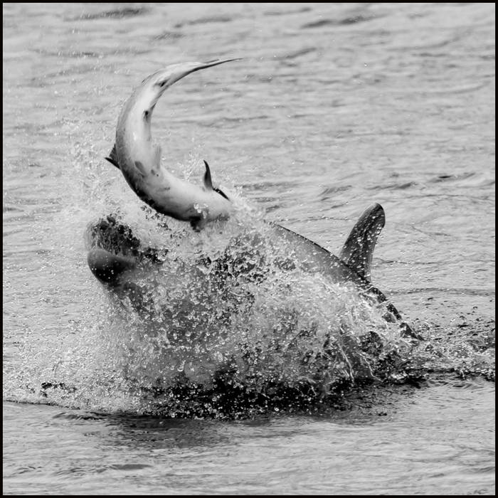 JMACP_2020_Dolphins--265