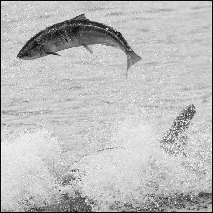 The one that didn't get away, River ness © John MacPherson