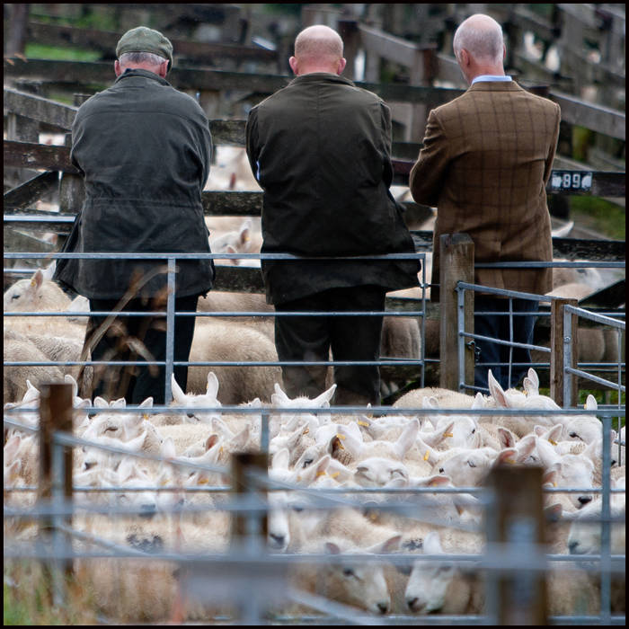 Lairg Lamb Sale, Sutherland © John MacPherson