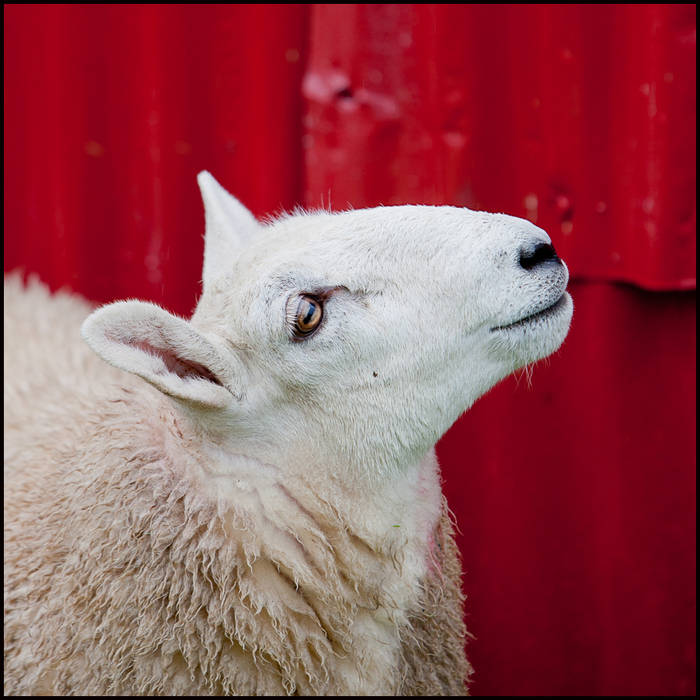 Lairg Lamb Sale, Sutherland © John MacPherson