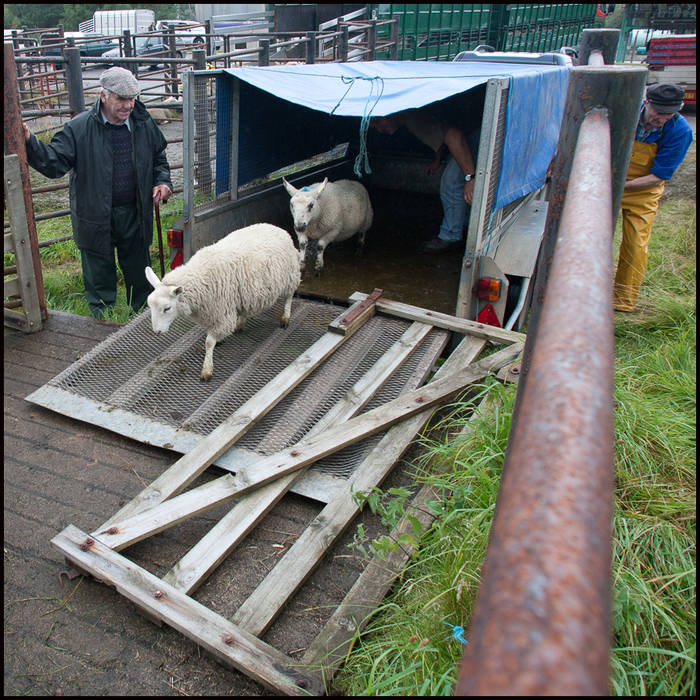 Lairg Lamb Sale, Sutherland © John MacPherson