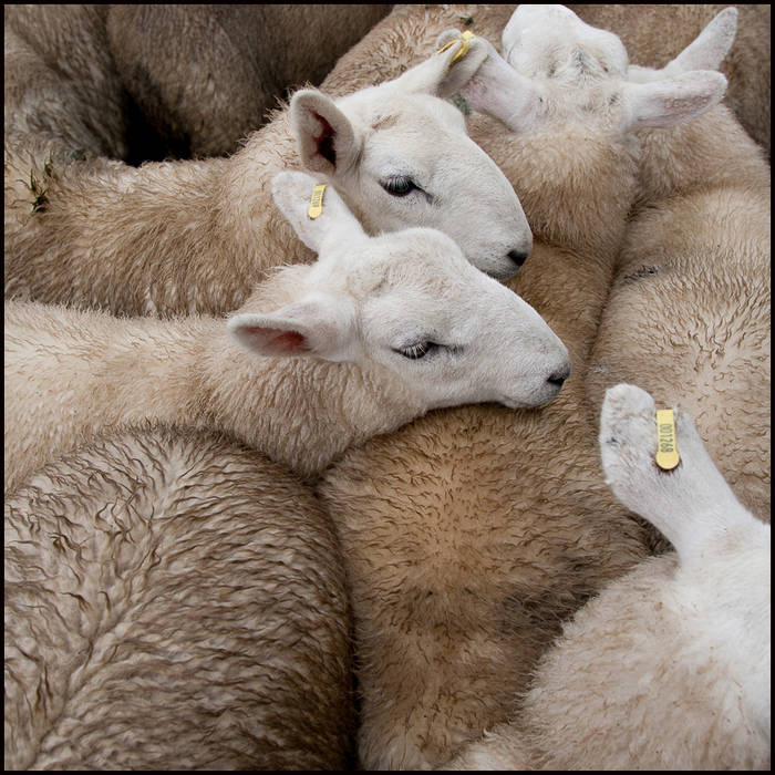 Lairg Lamb Sale, Sutherland © John MacPherson
