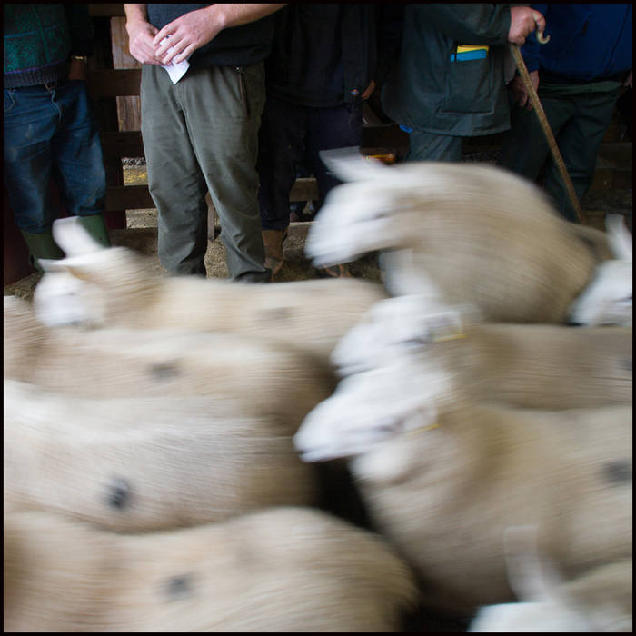 Lairg Lamb Sale, Sutherland © John MacPherson