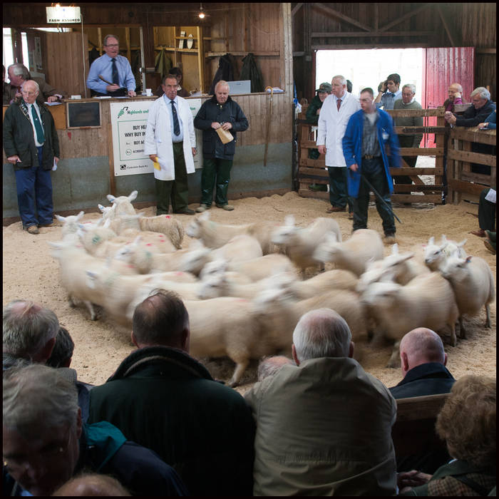 Lairg Lamb Sale, Sutherland © John MacPherson