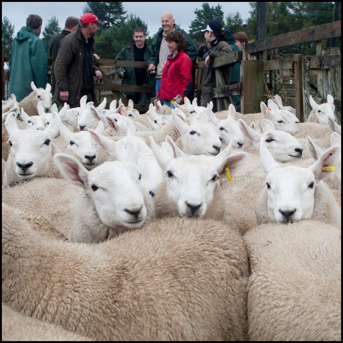 Lairg Lamb Sale, Sutherland © John MacPherson