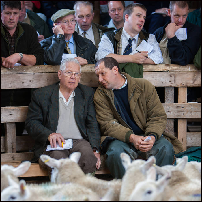 Lairg Lamb Sale, Sutherland © John MacPherson