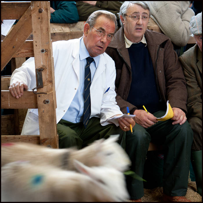 Lairg Lamb Sale, Sutherland © John MacPherson