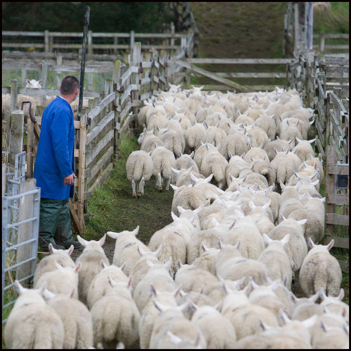 Lairg Lamb Sale, Sutherland © John MacPherson