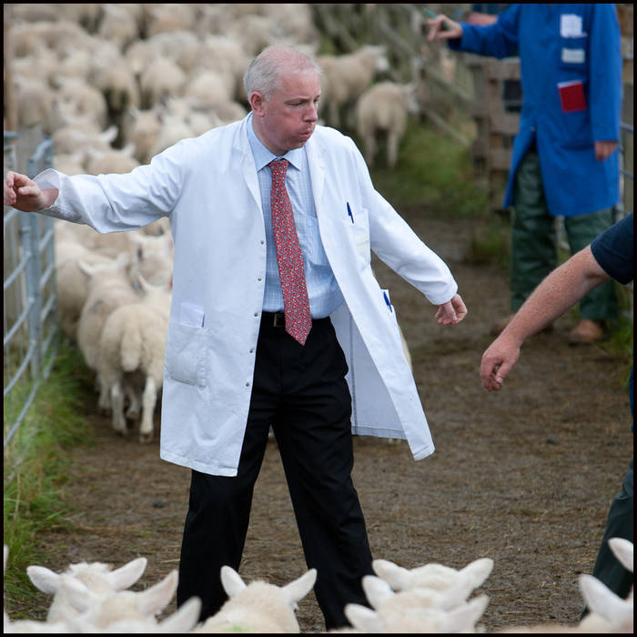 Sheep, they lead, we follow.