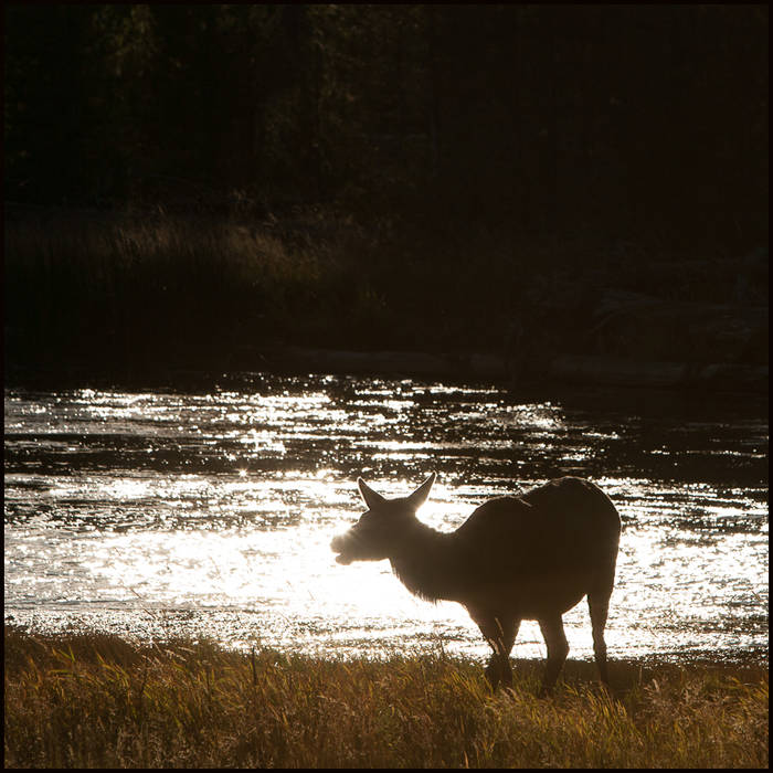 Mule deer beside river, Yellowstone © John MacPherson