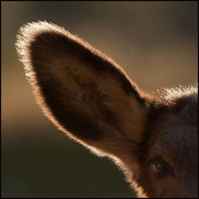 Mule deer portrait, Yellowstone © John MacPherson