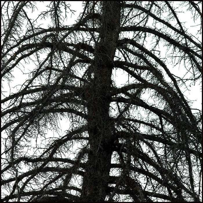 Tree silhouette, Yellowstone © John MacPherson