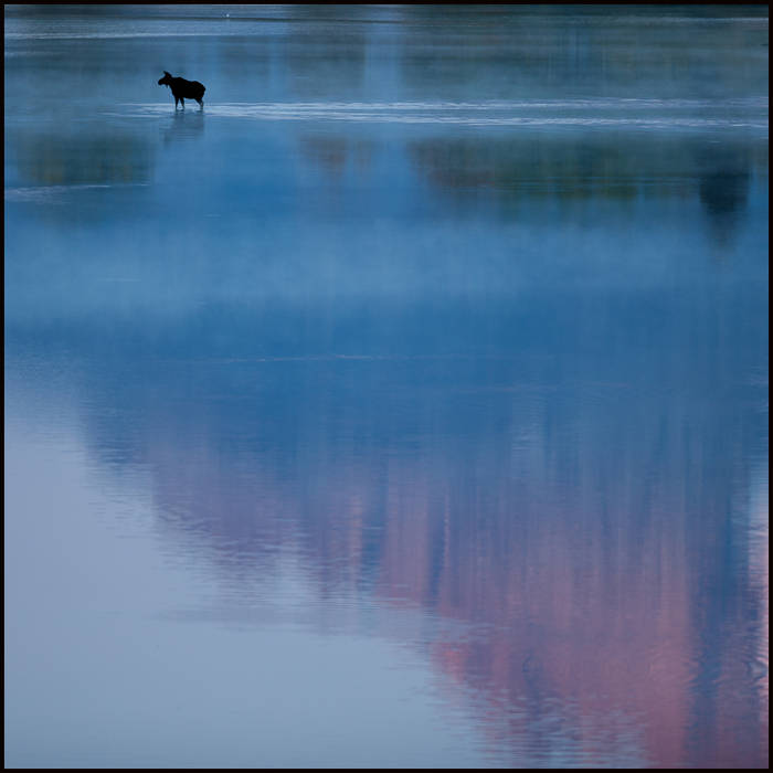 Moose crossing river in pre-dawn light, Grand Teton NP © John MacPherson
