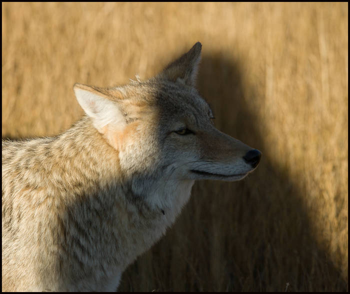 Tourist's shadow on coyote's face, Yellowstone © John MacPherson