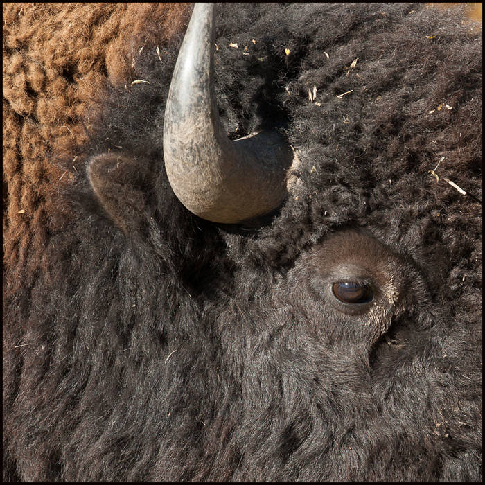 Bison portrait, Yellowstone © John MacPherson