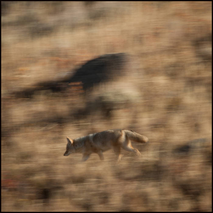 Coyote running, Yellowstone © John MacPherson