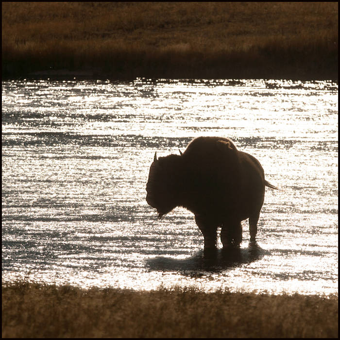 Bison, Yellowstone © John MacPherson