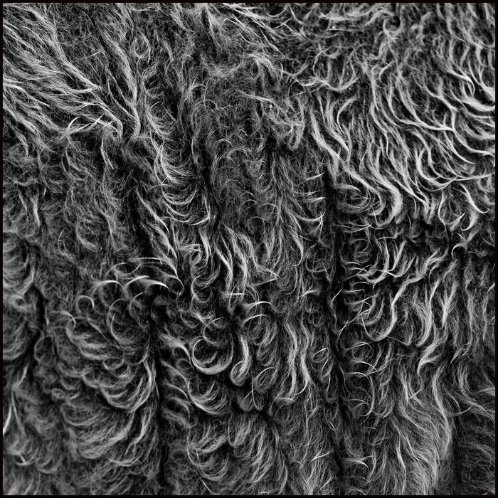 The magic of the wet cow