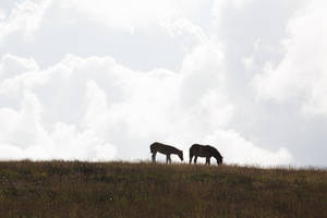 Two horses on a hillside with a nice cloudscape behind.....
