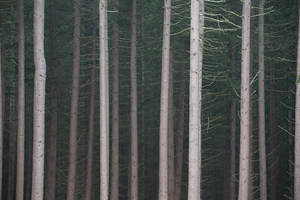 A bit of woodland edge, fairly ordinary in many respects, can become...