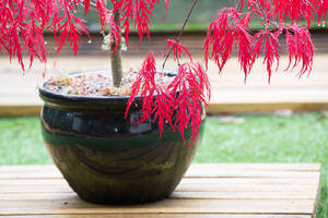 A japanese maple in a small pot can produce some interesting results when seen through....